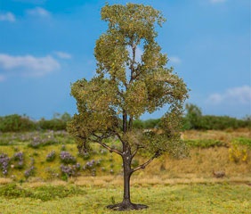 HETRE ARBRE 