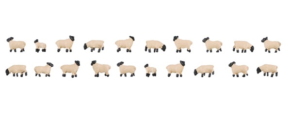 MOUTON  A TETE NOIRE N