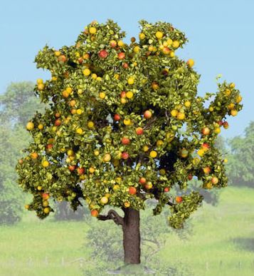 POMMIERS AVEC FRUITS