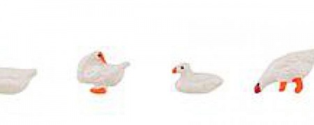 POULES CANARDS OIES